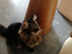 -瞄一喵猫咖(格力海岸店)