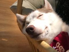 -Husky Go! 哈士奇体验馆·宠物咖啡厅狗咖