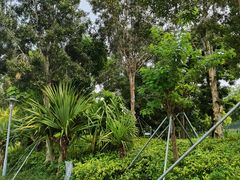 -宝安西湾红树林湿地公园