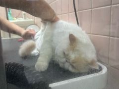 -FAELING PETS美天灵宠物(富力广场店)