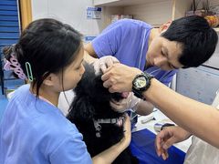-博特宠物医院24h犬猫全科.骨科·异宠