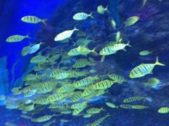 -芜湖新华联大白鲸海洋公园