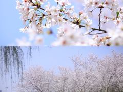 -顾村公园