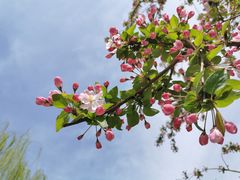 -海棠花溪(元大都城垣遗址公园)