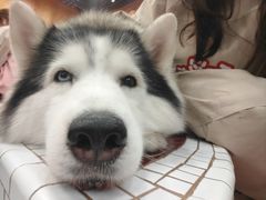 -和它·交个朋友·狗咖猫咖(爱琴海店)