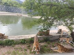 -横道河子东北虎林园