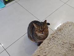 -纳吉亚猫专科动物医院博雅分院