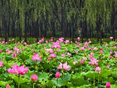 -东郊湿地公园