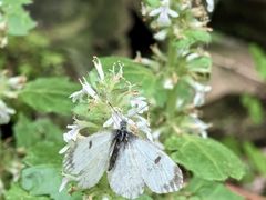 -素山寺森林公园
