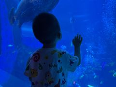 -太平洋海底世界