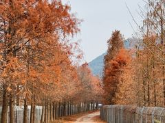 -小芝红树林
