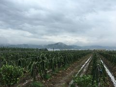 -米果果小镇