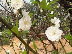 -南国桃园旅游度假区