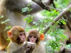 -洛阳花果山景区