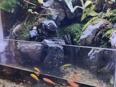 -叶存利海鲜大馅饺子(海宁路总店)