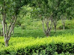 -洨河生态公园