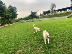 -良成狗狗乐园