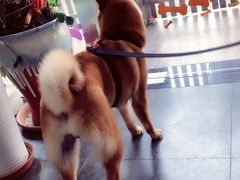 -暖阳宠物医院·犬猫康复中心·骨科