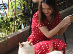 -柴犬高等学院·狗咖·柴犬售卖·宠物训练