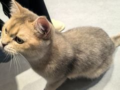 -琪喵猫屋·撸猫猫咖·猫舍