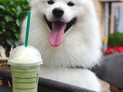 -星巴克(大梅沙8号仓店)