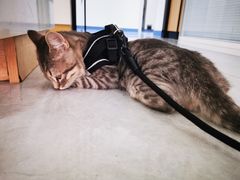 -瑞派长江宠物医院·猫科·外科·24小时夜护(谊城公寓分院)