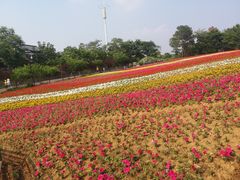 -大塘金香草谷