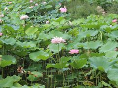 -莲湖公园
