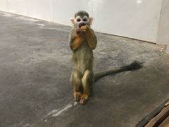 -西安秦岭野生动物园