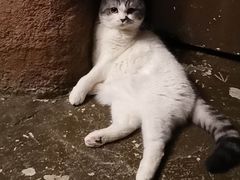 -猫猫幼稚园·撸猫·桌游·电玩