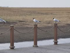 -黑龙江扎龙生态旅游区