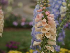 -深圳国际园林花卉博览园