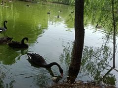 -长白岛森林公园