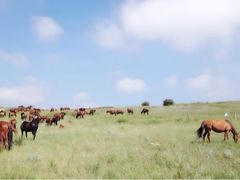 iphone_upload_pic-塞罕坝国家级自然保护区