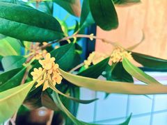 -邓婆婆手工冰粉铺(中港·燊海森林店)