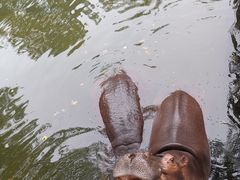 -海南热带野生动植物园