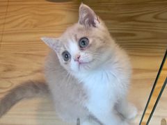 -小猫来了·猫舍(红山六九七九店)
