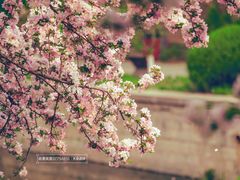 -海棠花溪(元大都城垣遗址公园)