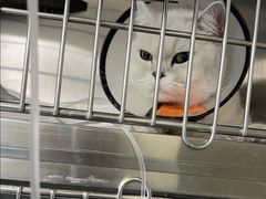 -艾贝尔宠物医院·24H转诊中心·肿瘤猫专科(江宁双龙店)