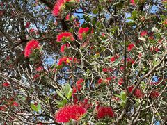 -Takapuna Beach Cafe