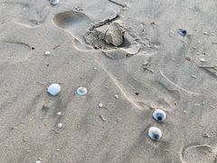 -黄金海岸