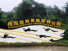 -西双版纳原始森林公园