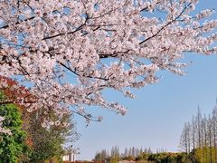 -高东镇樱花园