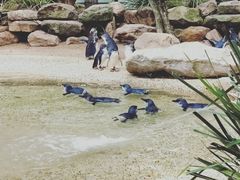 -费瑟代尔野生动物园