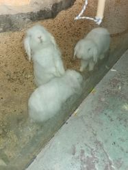 -酷嗒动物文化乐园(cutezoo西溪乐天城店)