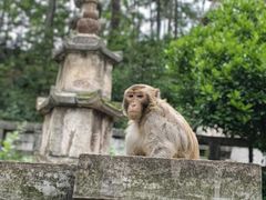 -黔灵山公园
