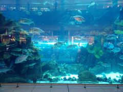 -迪拜水族馆及水下动物园