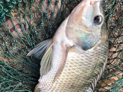 -生态苑农庄(十里画廊遇龙河店)