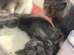 -PETKIT 小佩宠物·低压洗护·美容·寄养(安远店)