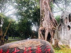 -瑞丽独树成林风景区